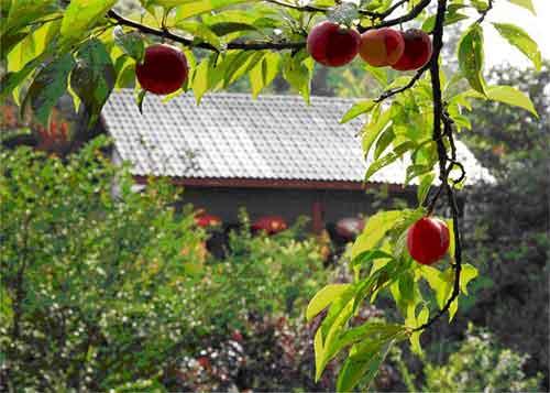 花鼓戏观花简谱