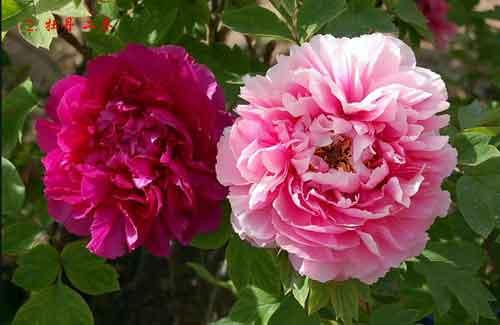 中国十大名花 - 请您欣赏 - 夕阳晚情