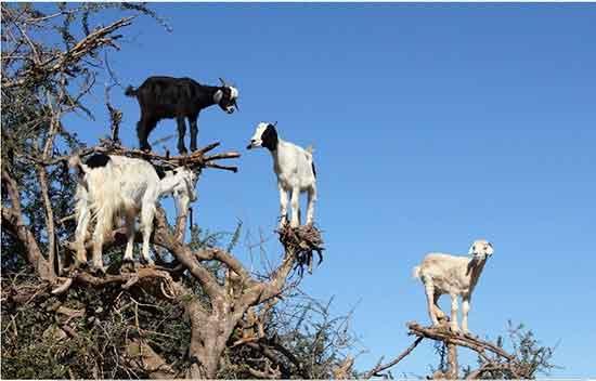 奇景共欣赏，山羊能上树。 - 九溪撷芳 - 夕阳晚情